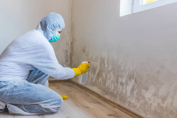 Black mold inspection in Westport