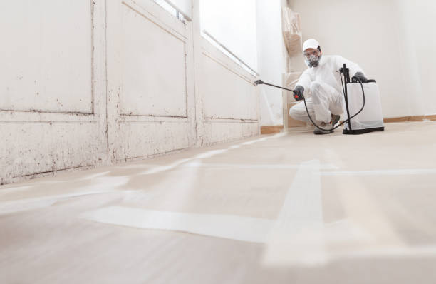 Black mold remediation team in Westport